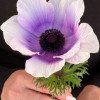 Mistral Azzurro - Mistral Anemone Thumbnail #1