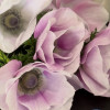 Mistral Pale - Mistral Anemone Thumbnail #2
