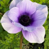 Mistral Azzurro - Mistral Anemone Thumbnail #2