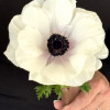 Mistral Bianco Centro Nero 'Bianco' - Mistral Anemone Thumbnail #1