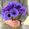 Mistral Blu - Mistral Anemone Thumbnail #1
