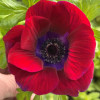 Mistral Bordeaux - Mistral Anemone Thumbnail #2