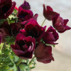 Mistral Bordeaux - Mistral Anemone Thumbnail #2
