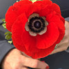 Mistral Fuego - Mistral Anemone Thumbnail #1