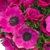Mistral Fucsia - Mistral Anemone Thumbnail #1