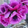 Mistral Magenta - Mistral Anemone Thumbnail #1