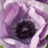 Mistral Milka - Mistral Anemone Thumbnail #2