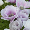 Mistral Pale - Mistral Anemone Thumbnail #2