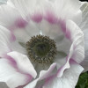 Mistral Pale - Mistral Anemone Thumbnail #2