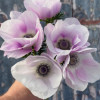 Mistral Pale - Mistral Anemone Thumbnail #2