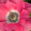 Mistral Rosa Antico - Mistral Anemone Thumbnail #1
