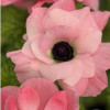 Mistral Rosa Chiaro - Mistral Anemone Thumbnail #2