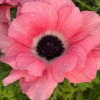 Mistral Rosa Chiaro - Mistral Anemone Thumbnail #2