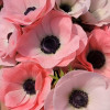 Mistral Rosa Chiaro - Mistral Anemone Thumbnail #2