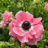 Mistral Rosa Chiaro - Mistral Anemone Thumbnail #2