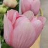 Mistral Rosa Antico - Mistral Anemone Thumbnail #2
