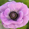 Mistral Milka - Mistral Anemone Thumbnail #1
