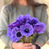 Mistral Blu - Mistral Anemone Thumbnail #2