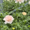 Natura Moderna  Nuvola (MDN1806) - Natura Moderna® Ranunculus Thumbnail #1