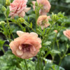 Natura Moderna 1879 (new) - Natura Moderna® Ranunculus Thumbnail #2