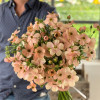 Natura Moderna Eufloria Carezza (1822) - Natura Moderna® Ranunculus Thumbnail #2