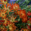 Moderna Natura Mars (MDN842) - Natura Moderna® Ranunculus Thumbnail #1