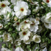 Natura Moderna Prisma (831 MDN) - Natura Moderna® Ranunculus Thumbnail #1