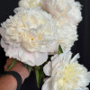 Moon over Barrington - Peonies Thumbnail #2