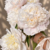Moon over Barrington - Peonies Thumbnail #1