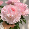 Nancy Nora (Groot&Groot Selection) - Peonies Thumbnail #1