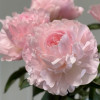 Nancy Nora (Groot&Groot Selection) - Peonies Thumbnail #2
