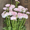 Cloni Success Nebbia 781pc - Cloni® Ranunculus Thumbnail #2