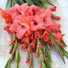New Release - Gladiolus Thumbnail #2