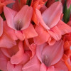 New Release - Gladiolus Thumbnail #2