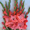 New Release - Gladiolus Thumbnail #1