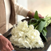 Noordeinde - Tulips Thumbnail #2