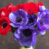 Mistral Blu - Mistral Anemone Thumbnail #2