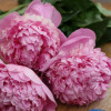 Angel Cheeks - Peonies Thumbnail #2