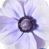 Mistral Azzurro - Mistral Anemone Thumbnail #2