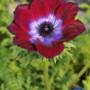 Mistral Bordeaux - Mistral Anemone Thumbnail #1