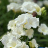 Corvette - Freesia Thumbnail #1