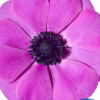 Mistral Fucsia - Mistral Anemone Thumbnail #2