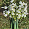 Leucojum Aestivum Gravetye Giant - Daffodils Thumbnail #2