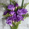 Biscaya - Freesia Thumbnail #2