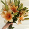 Orange Emperor - OxT Hybrid Lilies Thumbnail #2