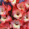 Orange Sun - Gladiolus Thumbnail #2