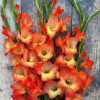 Orange Sun - Gladiolus Thumbnail #1