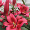 Palazzo - OxT Hybrid Lilies Thumbnail #1