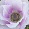 Mistral Pale - Mistral Anemone Thumbnail #1