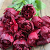 Palmyra - Tulips Thumbnail #2